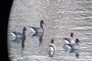 Wildlife sightings for 19th February 2025